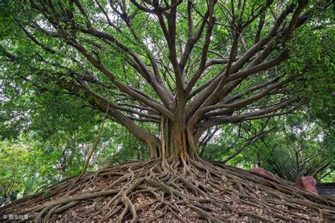 榕樹陰氣|為什麼榕樹陰？揭開榕樹陰影的風水禁忌與科學解釋 